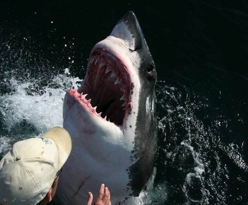 sharkandtheman006.jpg