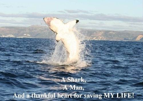 sharkandtheman007.jpg