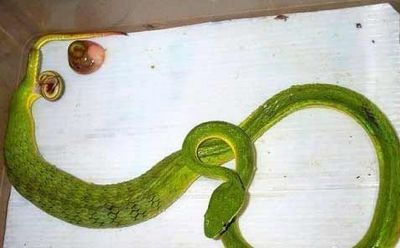 ssnake1.jpg