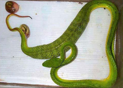 ssnake3.jpg