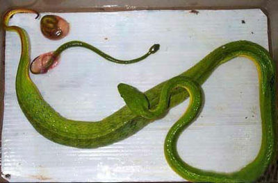 ssnake4.jpg