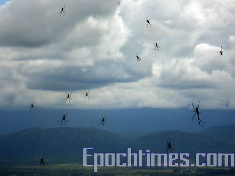 2007年4月6日，阿根廷北部薩撻省(Salta)天上正在下蜘蛛雨