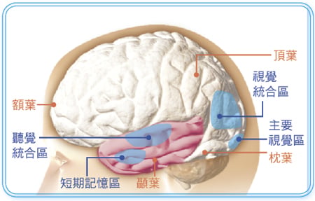 brain.jpg