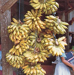 pisang_mas.jpg