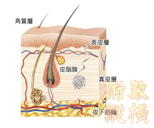 skin01.gif