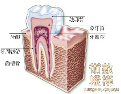 teeth04.jpg