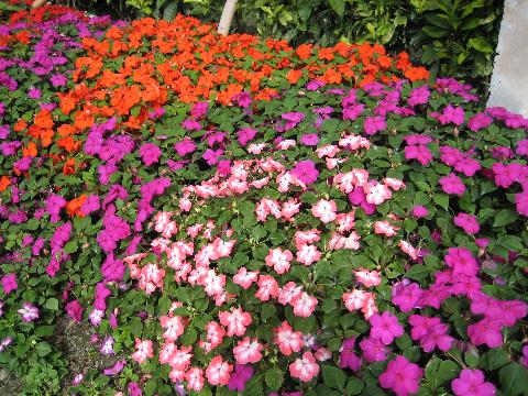鳳仙花.jpg