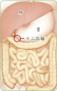 腸胃.JPG