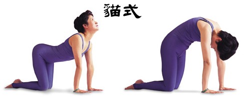 貓式.jpg
