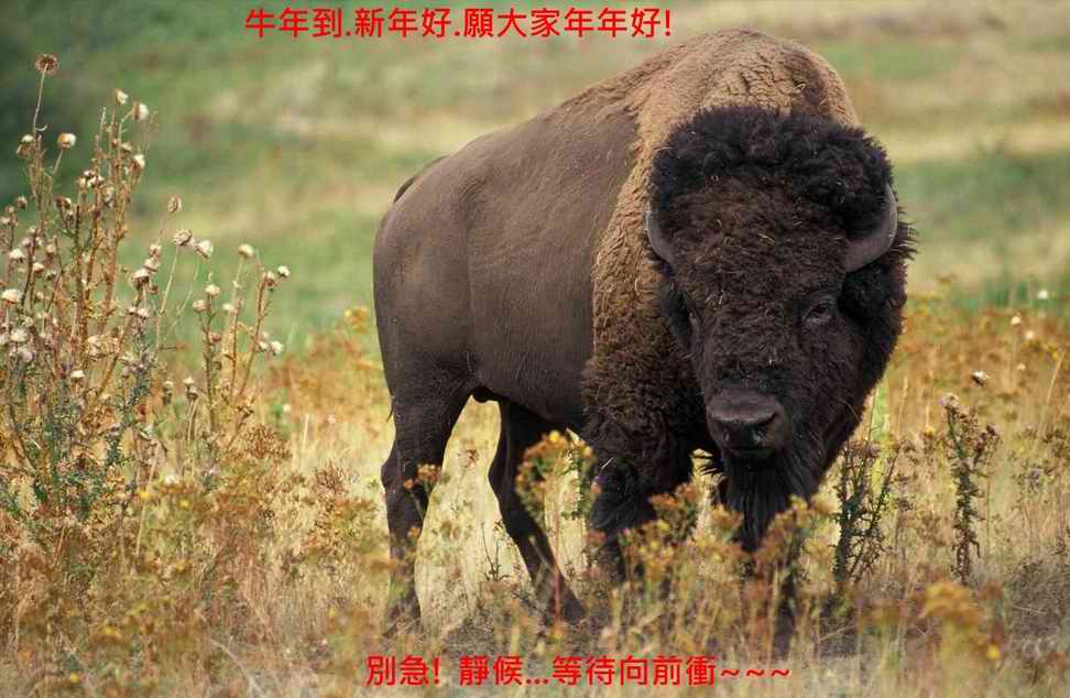 1待衝的牛1.JPG