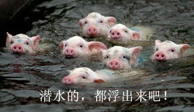 pigs.jpg