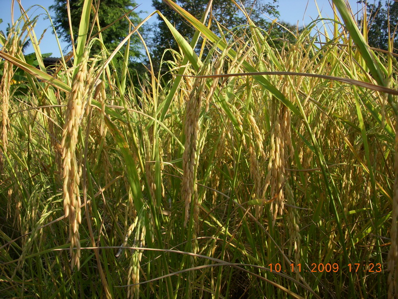 DSCN4563a.jpg