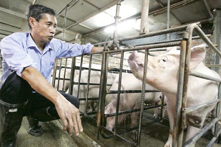 充滿「孕豬」的產房是密封的，冬暖夏涼。譚強伸手入豬欄，發出「嘟嘟聲」，令小豬都看?他，安心養胎。