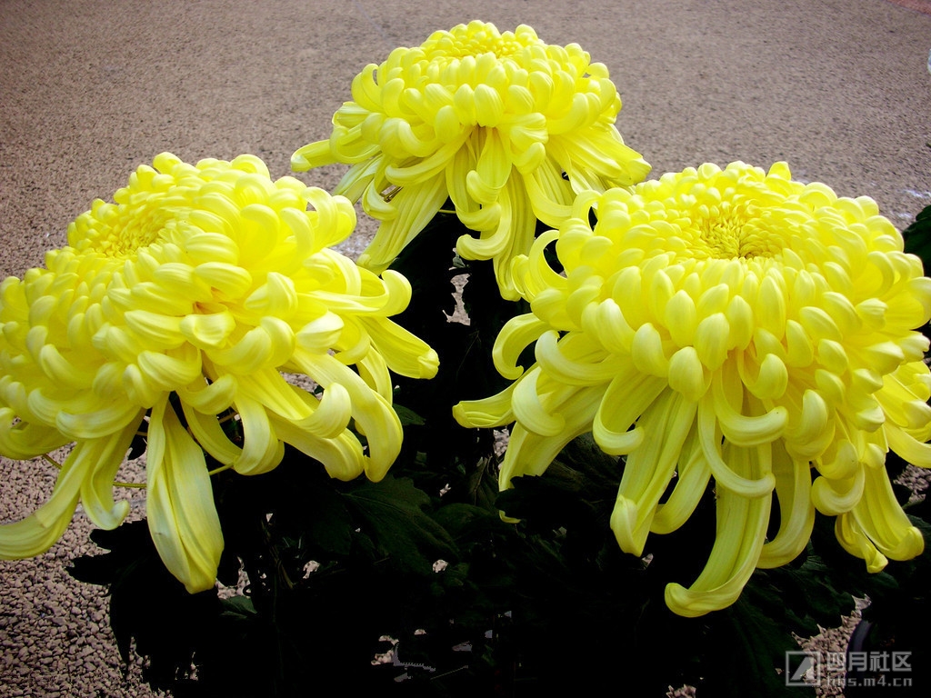 菊.jpg