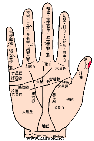 掌相2.gif