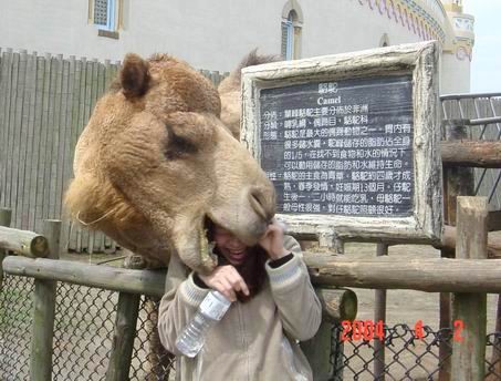 駱駝