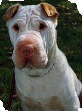chinesesharpei.jpg