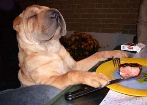 dogprayer.jpg