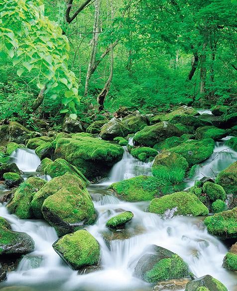 forest01.jpg