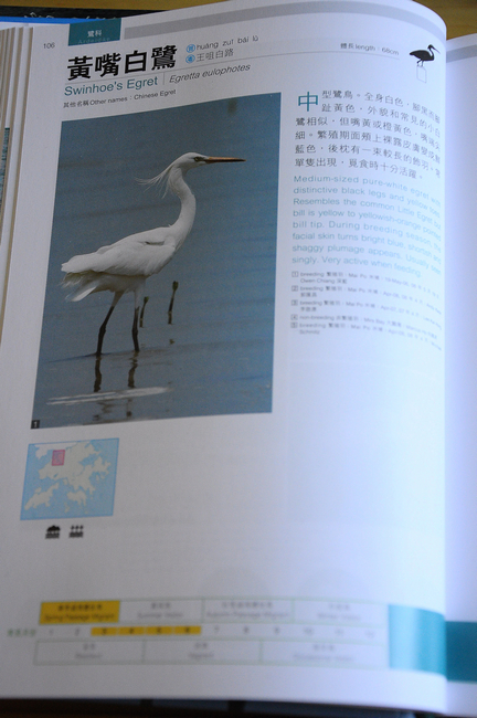 黃嘴白鷺.jpg