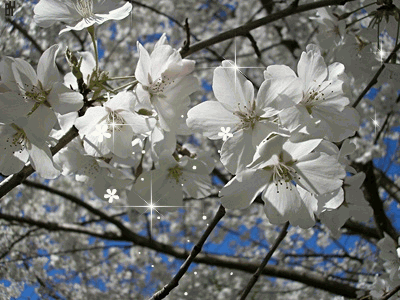 055b06abf25a.gif