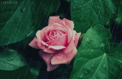 115.gif