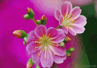 117.gif