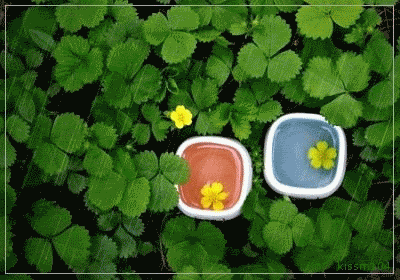 15.gif