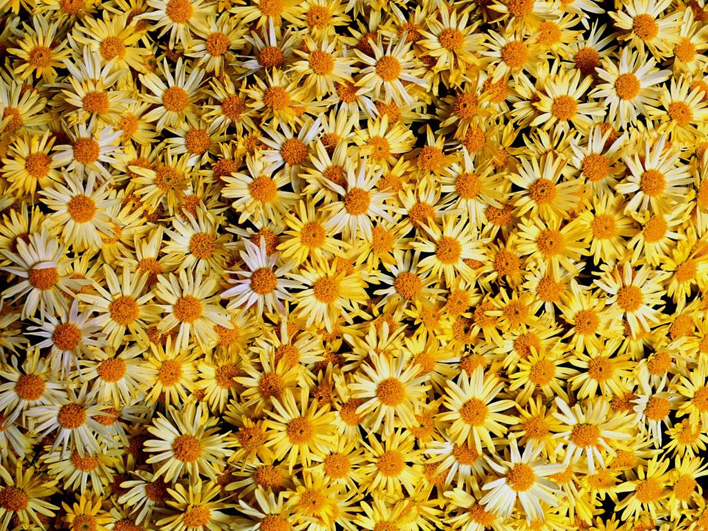 1600flower_90201.jpg