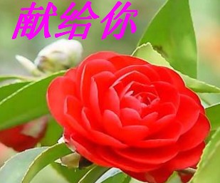 21A81515B001F42C3A1FCA66E522EA6C.jpg