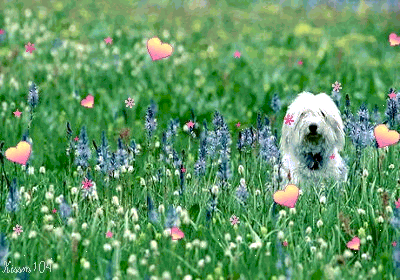 62ee417fb3d5.gif