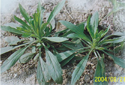 938-2005-3-25-8-00-23286.jpg
