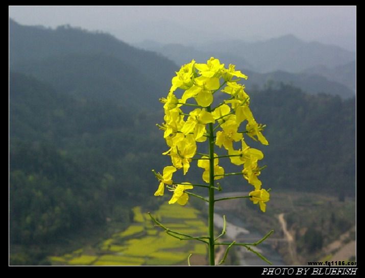 風姿萬千　油菜花開