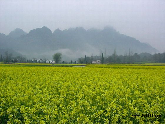 齊云山下，菜花盛開，有緣者來