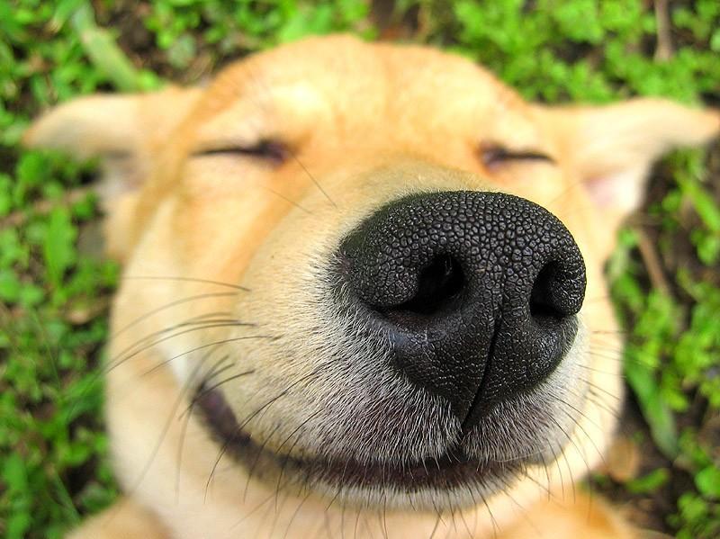 DogNose.jpg