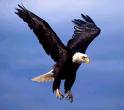Eagle.jpg