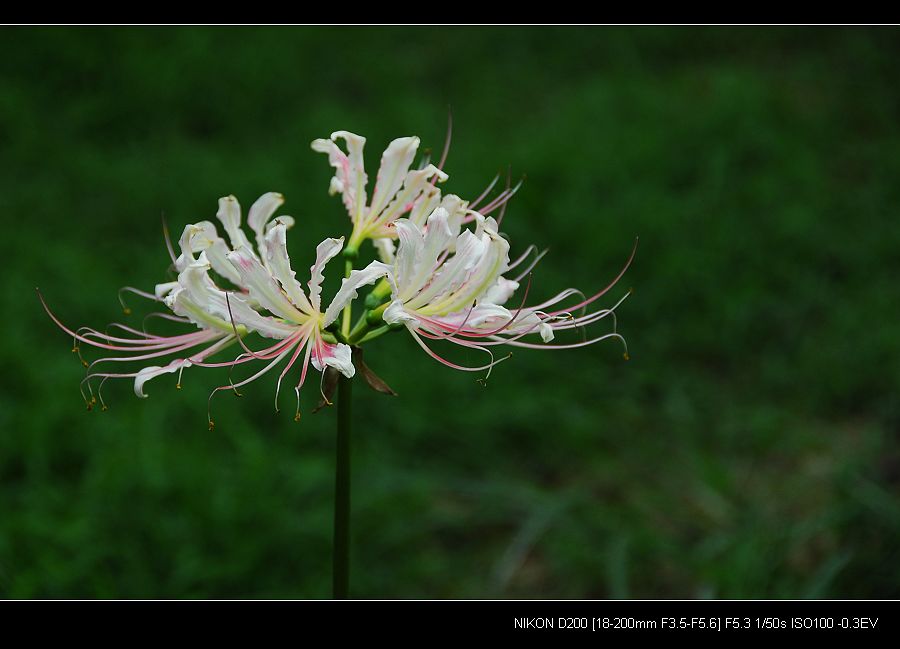 G12.jpg