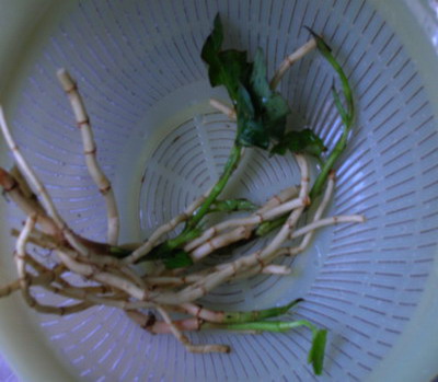 鱼腥草1.jpg