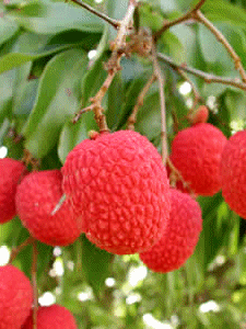 Lychee.gif