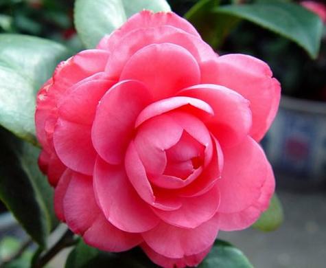 5山茶花.jpg