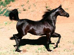 Horse%20Bint%20Faloo,%20Arabian%20Mare.jpg