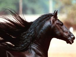 Horse%20Midnight%20-%20Freisian.jpg