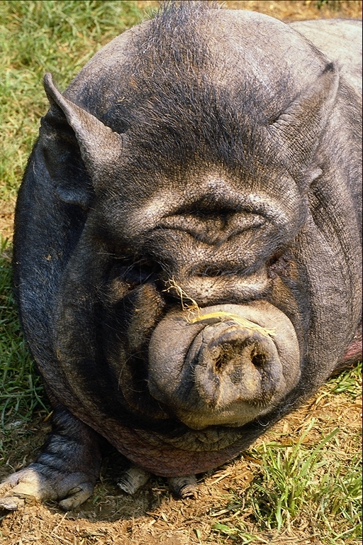 Potbellied%20Pig%20485099.jpg