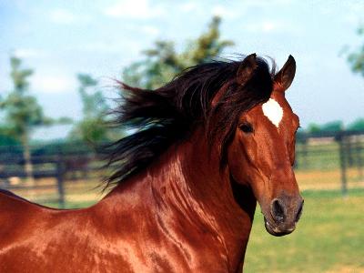 _Dadivoso_,%20Andalusian%20Stallion.jpg