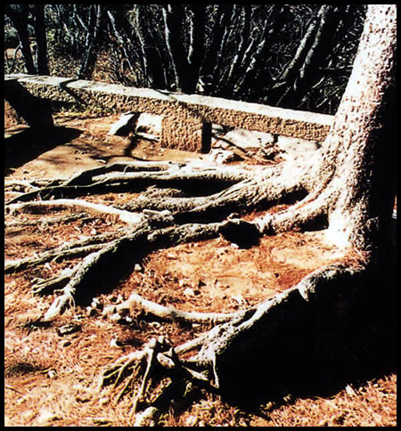 Z9.jpg