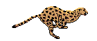 bv000006.gif