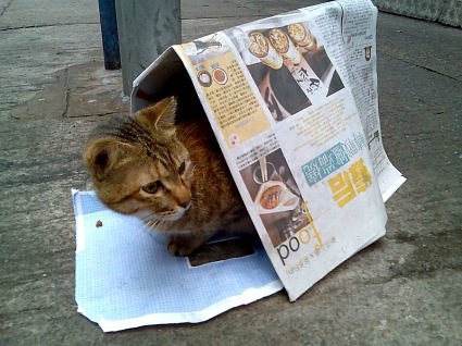 cat1.jpg
