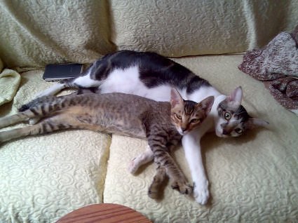 cat2.jpg