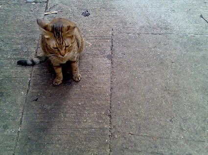 cat4.jpg