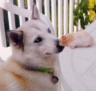 dog3.gif